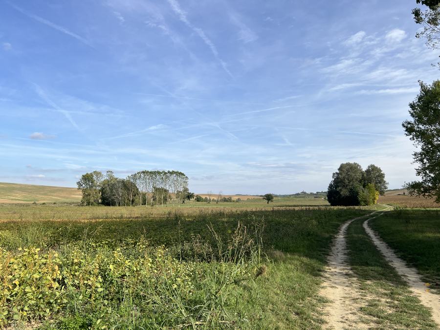 Zweispuriger Feldweg entlang eines Feldes, im Hintergrund eine Pappelreihe